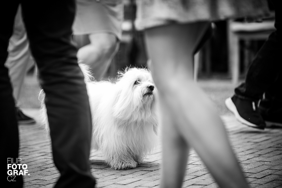 7743-filipfotografcz-svatebni-fotografie